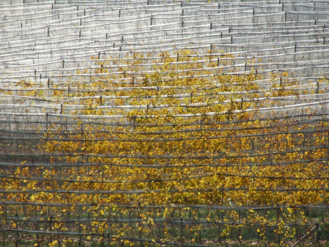 ../previews/099-Herbstliche Reben_2009_11_28--13-02-10.jpeg.medium.jpeg