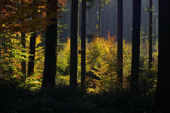 ../previews/104-Herbstwald am Tannenberg_2008_10_11--15-15-01.jpeg.medium.jpeg