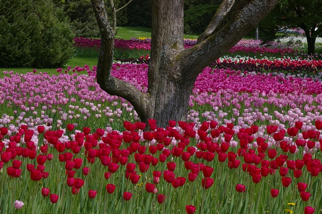 ../previews/110-Insel Mainau, Tulpenlandschaft_2006_05_12--14-13-31.jpeg.medium.jpeg