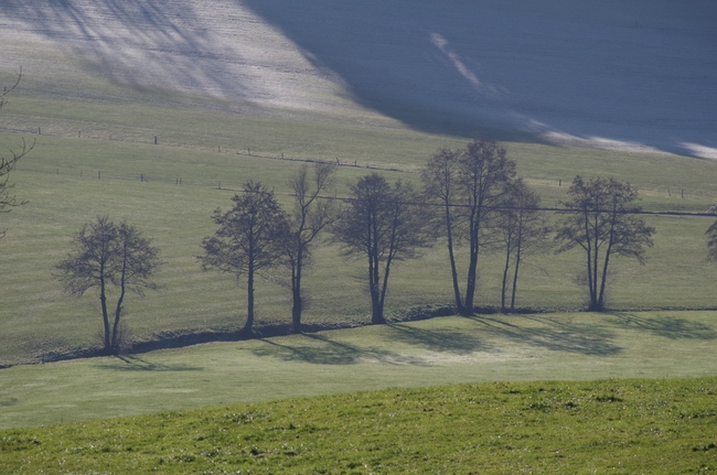 ../previews/111-Kahle Baumreihe, Tannenberg_2012_11_17--11-35-33.jpeg.medium.jpeg