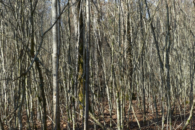 ../previews/113-Kahler Buschwald im Winter_2022_03_05--10-50-33.jpeg.medium.jpeg