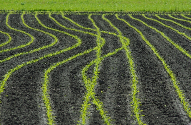 ../previews/117-Krumme Mais-Linien_2013_05_19--16-04-19.jpeg.medium.jpeg