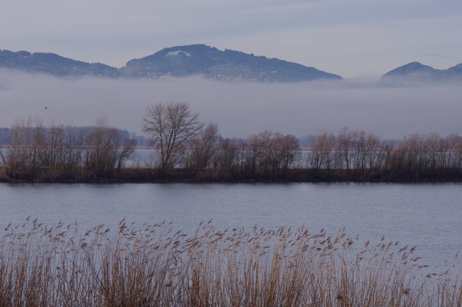 ../previews/118-Landschaft am Bodensee bei Fussach_2014_01_09--09-35-31.jpeg.medium.jpeg