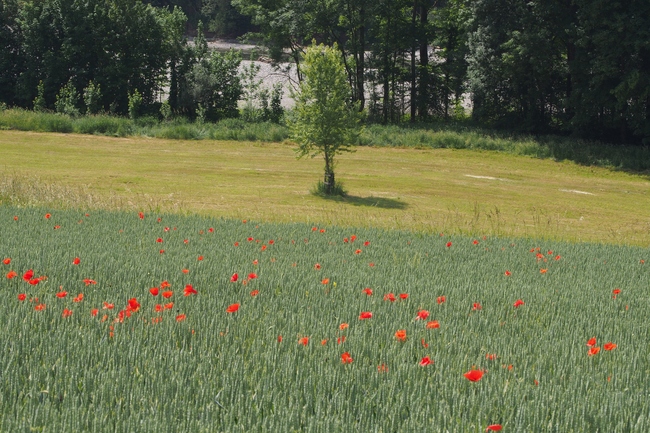 ../previews/124-Landschaft an der Thur bei Niederneunforn_2018_05_27--11-19-19.jpeg.medium.jpeg
