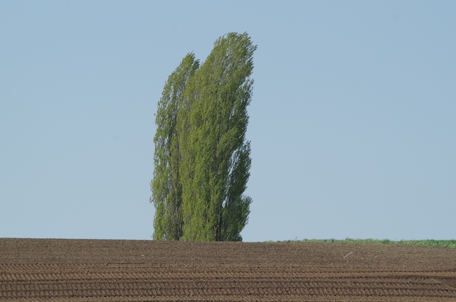 ../previews/148-Pappel und Acker_2014_04_16--10-17-47.jpeg.medium.jpeg