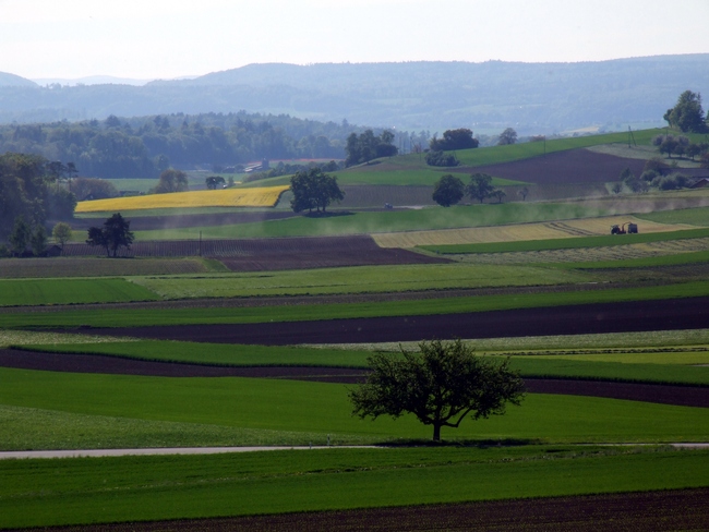 ../previews/151-Rapsfeld bei Truttikon_2009_05_07--17-34-26.jpeg.medium.jpeg