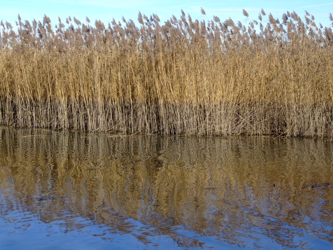 ../previews/164-Schilf am Rohrspitz_2010_11_13--12-33-01.jpeg.medium.jpeg
