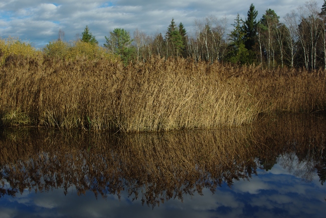 ../previews/165-Schilf im Hudelmoos_2013_11_08--10-11-12.jpeg.medium.jpeg