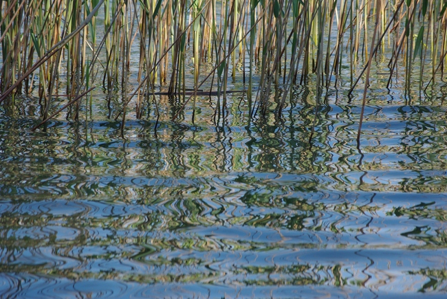 ../previews/166-Schilf spiegelt im Wasser_2013_05_28--11-11-20.jpeg.medium.jpeg