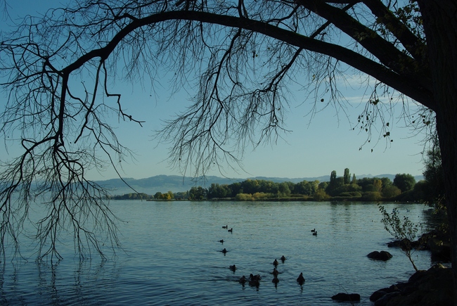 ../previews/174-Sicht von der Salmsacher Bucht auf den Bodensee_2012_10_20--16-10-07.jpeg.medium.jpeg