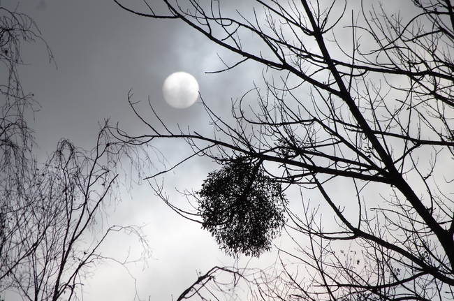 ../previews/177-Sonne hinter Aesten im Nebel_2013_01_26--14-41-48.jpeg.medium.jpeg