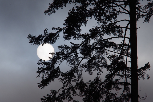 ../previews/178-Sonne hinter Tanne_2021_11_21--11-16-44.jpeg.medium.jpeg