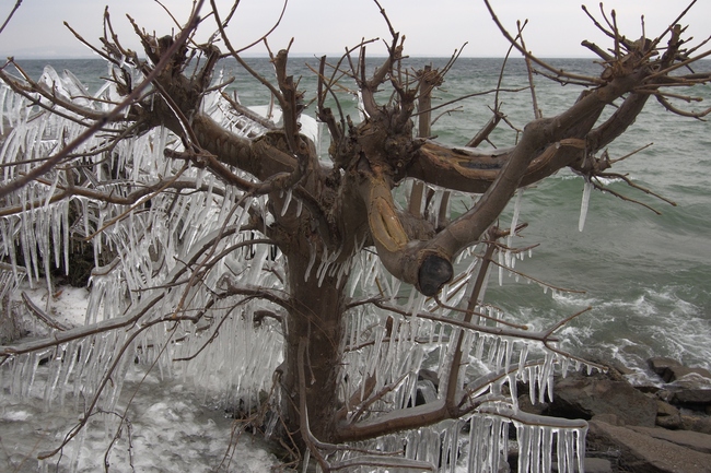 ../previews/210-Vereiste Buesche am Bodenseeufer_2015_02_07--09-27-03.jpeg.medium.jpeg