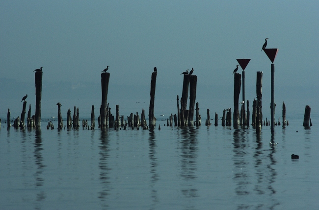 ../previews/213-Voegel auf alten Pfosten im Bodensee_2012_03_18--10-49-45.jpeg.medium.jpeg