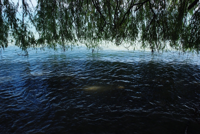 ../previews/219-Weide wirft Schatten aufs Uferwasser_2012_09_08--11-04-54.jpeg.medium.jpeg