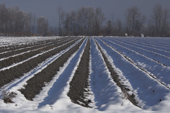 ../previews/227-Winterliche Felder und Baeume bei Diepoldsau_2015_02_13--13-52-15.jpeg.medium.jpeg