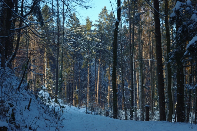 ../previews/231-Winterwald am Tannenberg_2010_12_04--16-10-34.jpeg.medium.jpeg