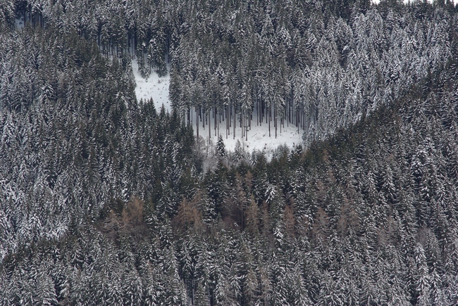 ../previews/232-Winterwald im Appenzell_2010_01_16--15-35-38.jpeg.medium.jpeg