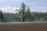 thumbnails/026-Acker mit bluehendem Obstbaum und Nebel_2013_05_05--10-55-16.jpeg.small.jpeg