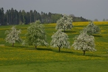 thumbnails/056-Bluehende Obstbaeume bei Waldkirch_2006_05_06--15-21-13.jpeg.small.jpeg