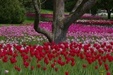 thumbnails/110-Insel Mainau, Tulpenlandschaft_2006_05_12--14-13-31.jpeg.small.jpeg
