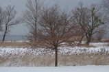 thumbnails/225-Winterlandschaft mit Schilf und Baeumen_2013_01_26--14-39-33.jpeg.small.jpeg