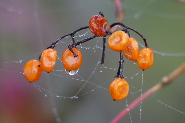 Skaliertes Bild Beeren mit Tropfen_2022_10_25--09-40-45.jpg 