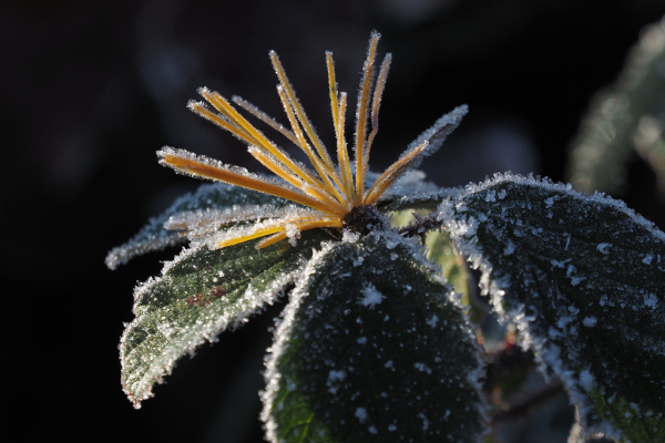 Skaliertes Bild Blaettchen im Frost_2023_11_29--09-49-04.jpg 