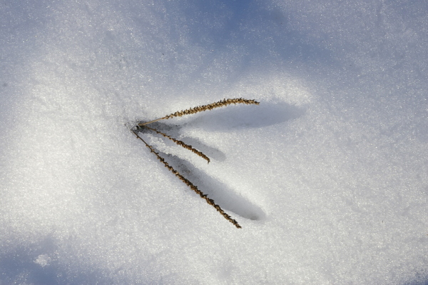 Skaliertes Bild Duerres Aestchen im Schnee_2007_02_02--16-36-01.jpg 