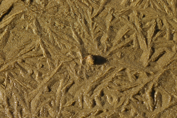 Skaliertes Bild Gefrorener Sand an der Sitter_2008_12_08--12-05-55.jpg 