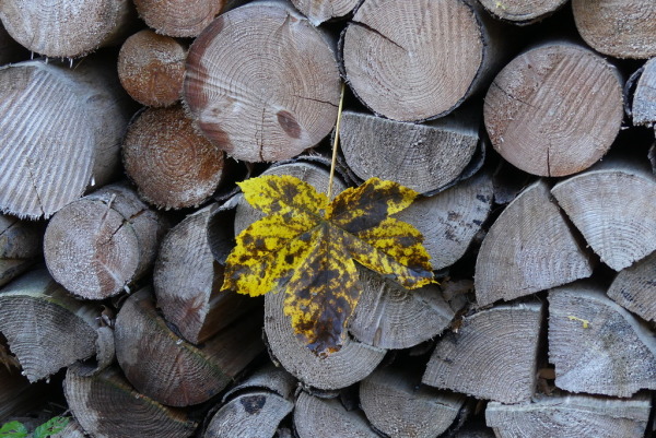 Skaliertes Bild Herbstblatt an Holzstapel_2023_10_27--10-26-27.jpg 