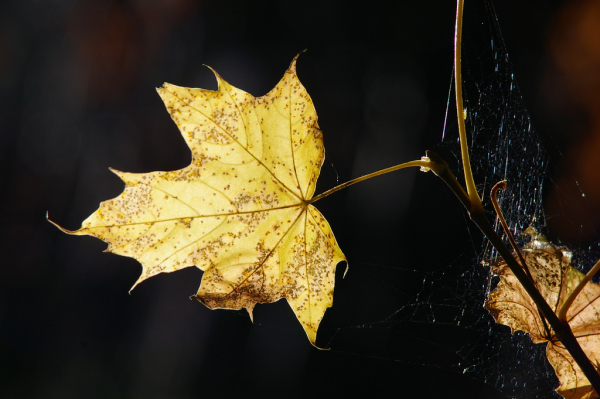 Skaliertes Bild Herbstblatt im Gegenlicht.Tamron Adaptall 35-135mm_2005_10_30--12-42-51.jpg 