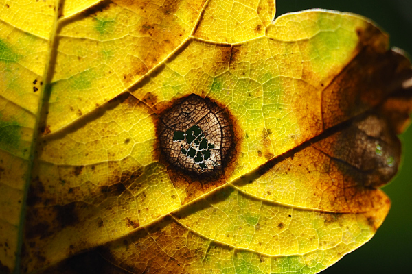 Skaliertes Bild Herbstblatt im Gegenlicht_2022_10_16--15-32-33.jpg 