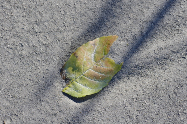 Skaliertes Bild Herbstblatt im Sand mit Schatten_2014_10_26--10-33-06.jpg 