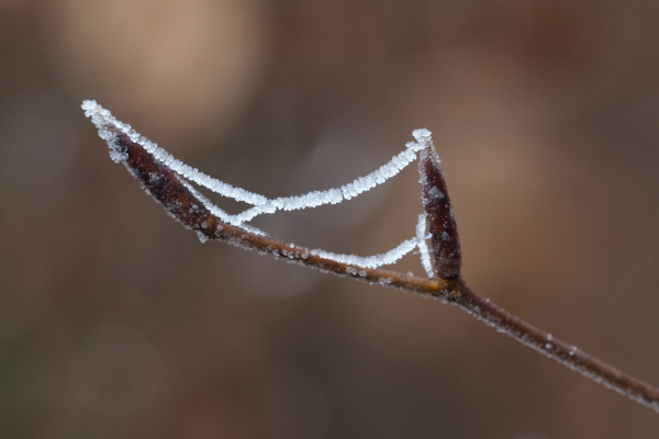 Skaliertes Bild Spinnfaeden im Frost_2023_02_15--11-25-11.jpg 