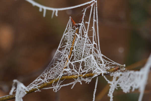 Skaliertes Bild Spinnfaeden im Frost_2023_02_15--11-27-57.jpg 