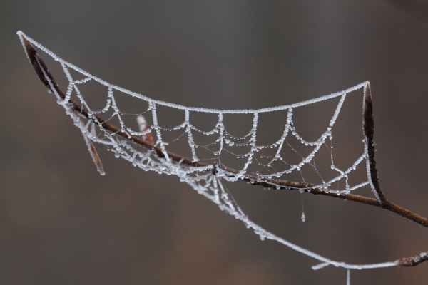 Skaliertes Bild Spinnfaeden im Frost_2023_02_15--11-28-29.jpg 