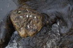 Vorschaubild Baechlein bei Diepoldsau, Wasserdetails_2012_11_08--16-25-38.jpg 