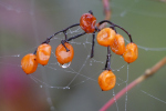 Vorschaubild Beeren mit Tropfen_2022_10_25--09-40-45.jpg 