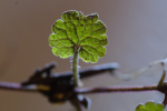 Vorschaubild Blaettchen im Durchlicht_2013_02_02--16-01-09.jpg 