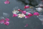 Vorschaubild Bluetenblaetter in Wasser_2006_06_26--18-01-37.jpg 