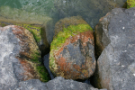 Vorschaubild Bodenseeufer bei Steinach, Steine mit eingetrockneten Algen_2005_08_20--18-11-34.jpg 