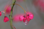 Vorschaubild Celastraceae, Euonymus europaeus, Pfaffenkaeppchen, Fruechte_2023_12_01--10-16-12.jpg 