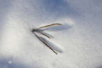 Vorschaubild Duerres Aestchen im Schnee_2007_02_02--16-36-01.jpg 