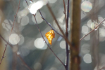 Vorschaubild Duerres Blatt im Gegenlicht_2010_02_20--10-33-18.jpg 