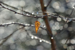 Vorschaubild Duerres Blatt im Gegenlicht_2010_02_20--10-34-50.jpg 