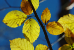 Vorschaubild Herbstblaetter im Gegenlicht_2012_11_05--11-22-14.jpg 