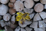 Vorschaubild Herbstblatt an Holzstapel_2023_10_27--10-26-27.jpg 