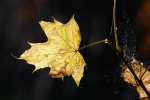 Vorschaubild Herbstblatt im Gegenlicht.Tamron Adaptall 35-135mm_2005_10_30--12-42-51.jpg 