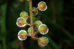 Vorschaubild Pflanzensamen in Wassertropfen_2023_09_22--10-23-51.jpg 